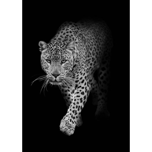 3D postcard Leopard B&W