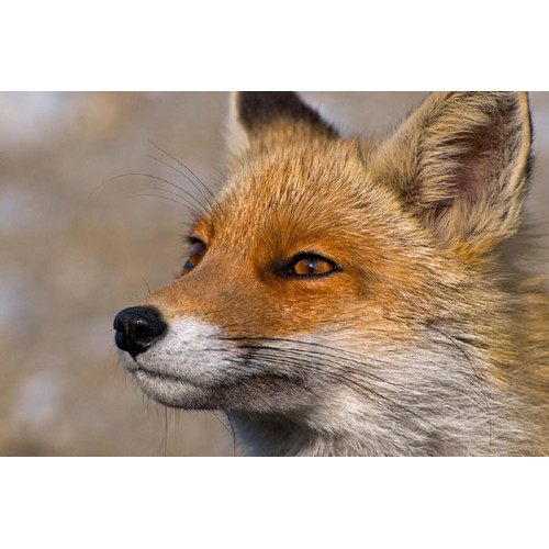 3D pohľadnica Red fox (Líška)