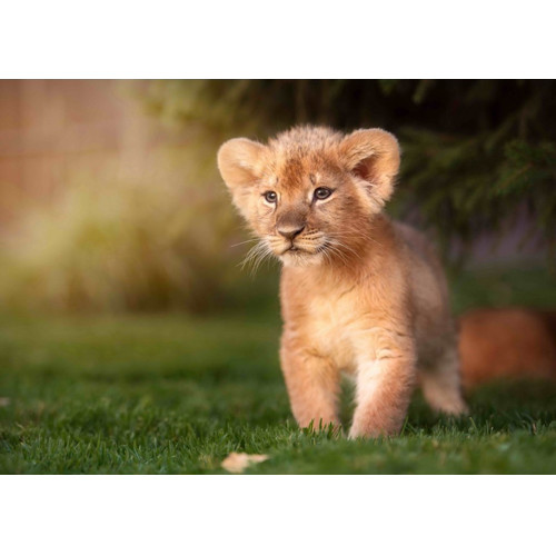 3D postcard Lion Prince