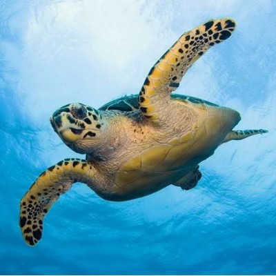 3D magnetka Sea turtle (Plávajúca korytnačka)