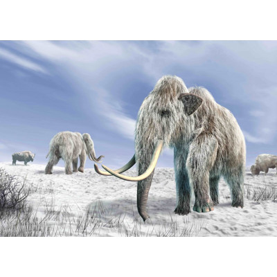 3D pohlednice Mammuthus primigenius (Mamut srstnatý)