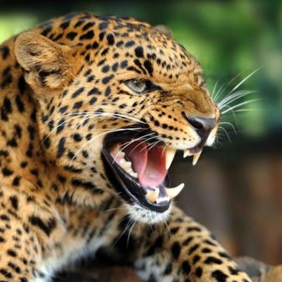3D postcard (square) Angry leopard