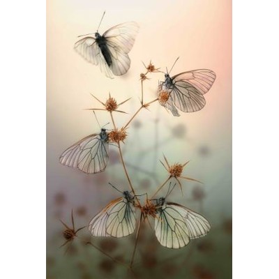 3D postcard Tranquility (Butterflies)