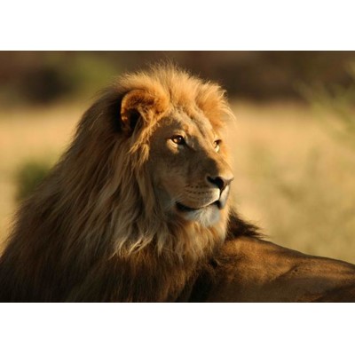 3D postcard Lion (Lev)