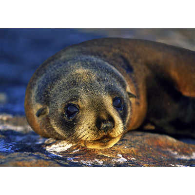 3D postcard Seal