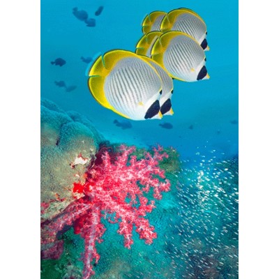 3D pohlednice Panda Butterflyfish and Soft Corals (Rybky a korál)