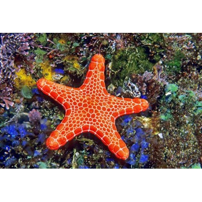 3D pohľadnica Starfish (Hviezdica)