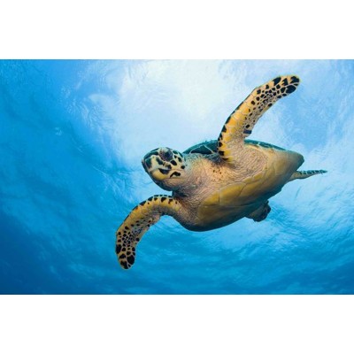 3D postcard Hawksbill sea turtle