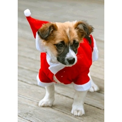 3D pohlednice Christmas Puppy No.01