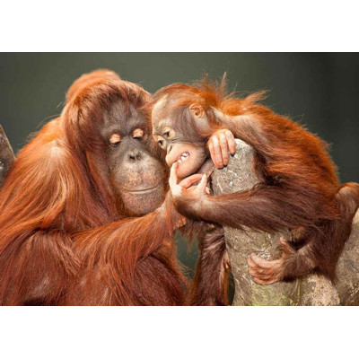 3D pohlednice Orangután
