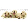 3D ruler DEEP Retriever puppies