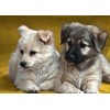 3D postcard Straw dogs (Puppies)