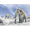 3D pohľadnica Mammuthus primigenius (Mamut srstnatý)