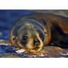 3D pohlednice Seal (Tuleň)
