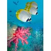 3D postcard Panda Butterflyfish and Soft Corals