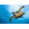 3D pohľadnica Hawksbill sea turtle (Plávajúca korytnačka)