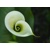 3D pohlednice Calla