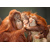 3D postcard Orangutan