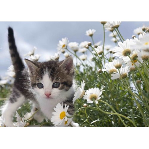 3D pohlednice Flower kitten