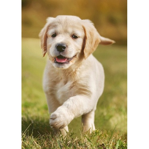 3D pohlednice Retriever Puppy