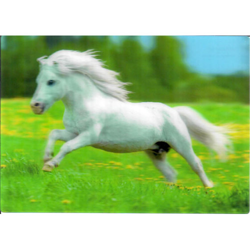 3D pohlednice Shetland Pony (Koně)