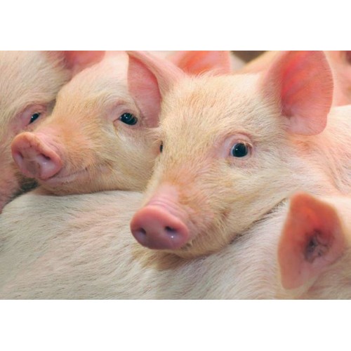 3D pohľadnica Baby Pigs
