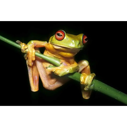 3D pohľadnica Red-eyed tree frog