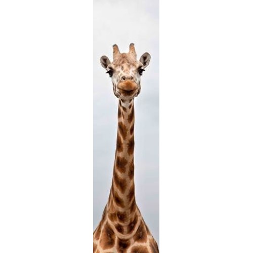 3D bookmark Long neck (Giraffe)