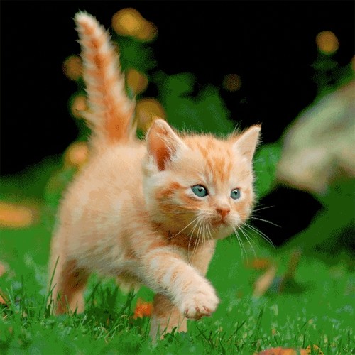 3D big square - Kitten on a Mission