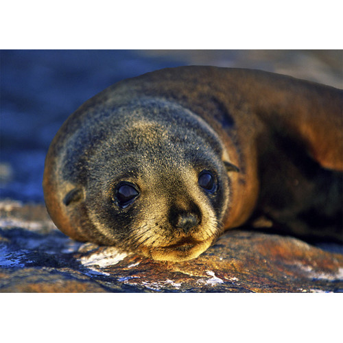 3D pohľadnica Seal (Tuleň)