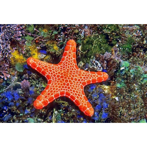 3D postcard Starfish