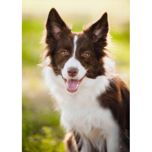 3D pohľadnica Border Collie