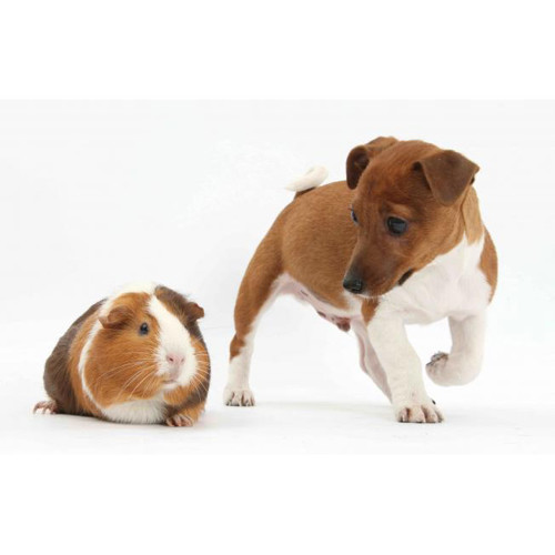 3D pohlednice Terrier pup and Guinea pig (Pes a morče)