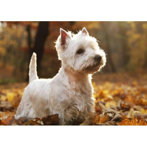 3D postcard White terrier