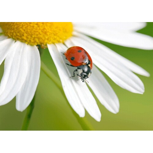 3D pohlednice Ladybug on an Ox-eye Daisy Flower (Beruška na kopretině)