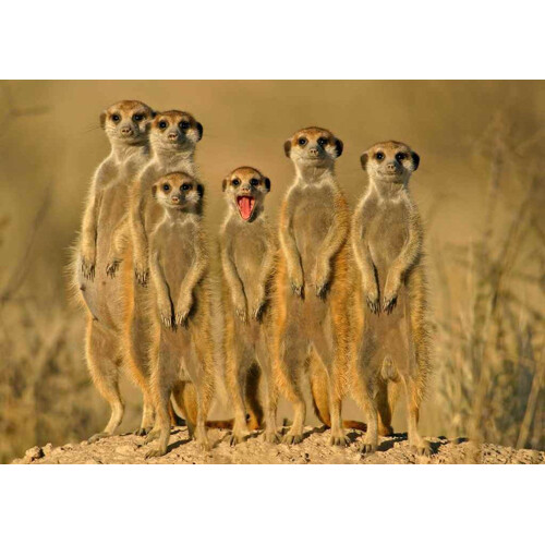 3D pohlednice Meerkat Family (Surikaty)