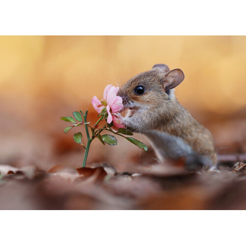 3D pohlednice Flower mouse