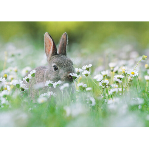 3D pohľadnica Flower bunny
