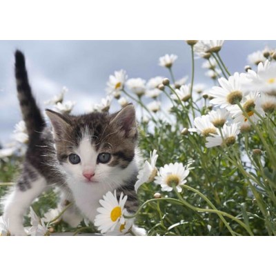 3D pohlednice Flower kitten