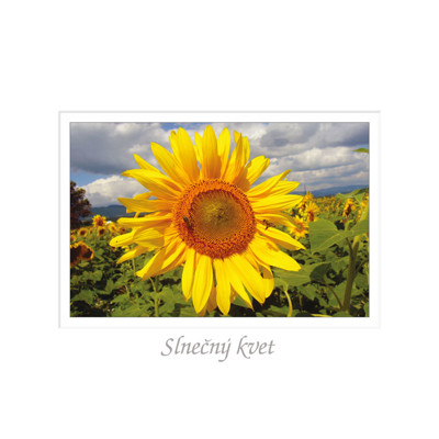 postcard Slnečný kvet (Sun flower)