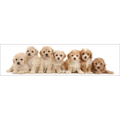 3D bookmark Seven puppies