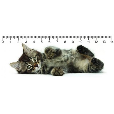 3D ruler DEEP Tabby kitty