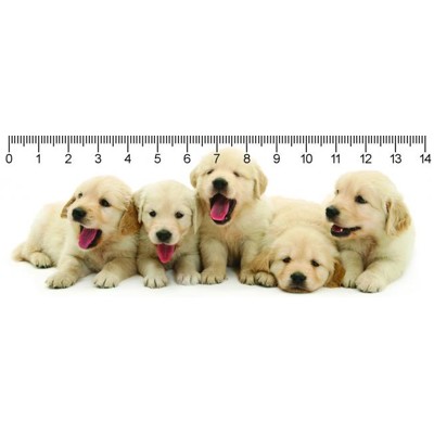 3D ruler DEEP Retriever puppies