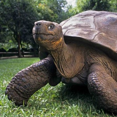 3D magnetka Tortoise (Korytnačka)