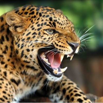 3D magnetka Leopard