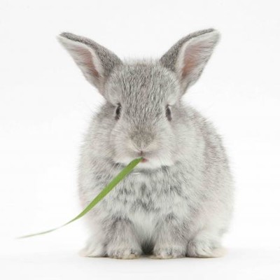 3D magnetka Rabbit (Zajíc)