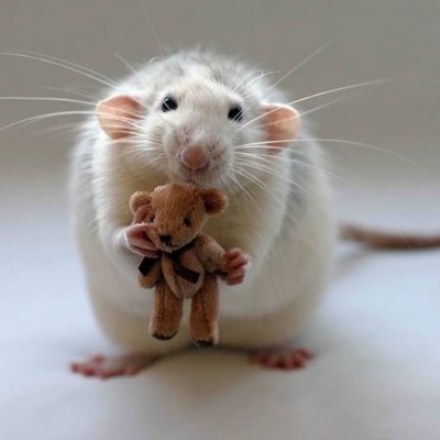 3D magnetka Rat (Potkan)