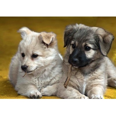 3D postcard Straw dogs (Puppies)