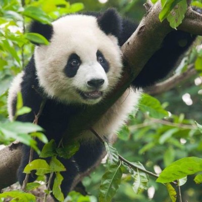 3D pohlednice (čtverec) Panda
