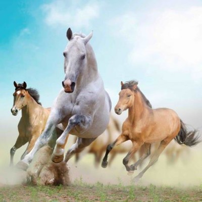 3D postcard (square) Horses in dust